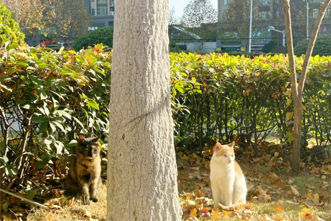 流浪猫救助计划直播实训小组