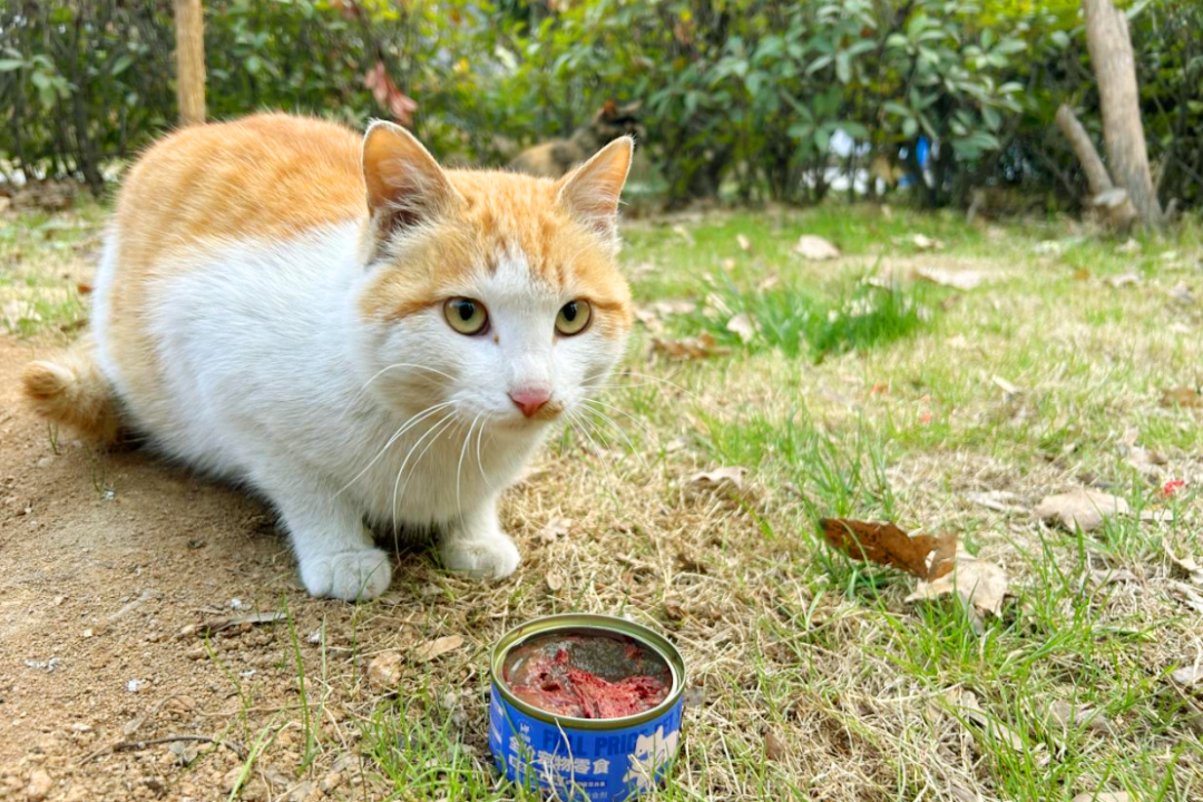 流浪猫救助计划直播实训小组