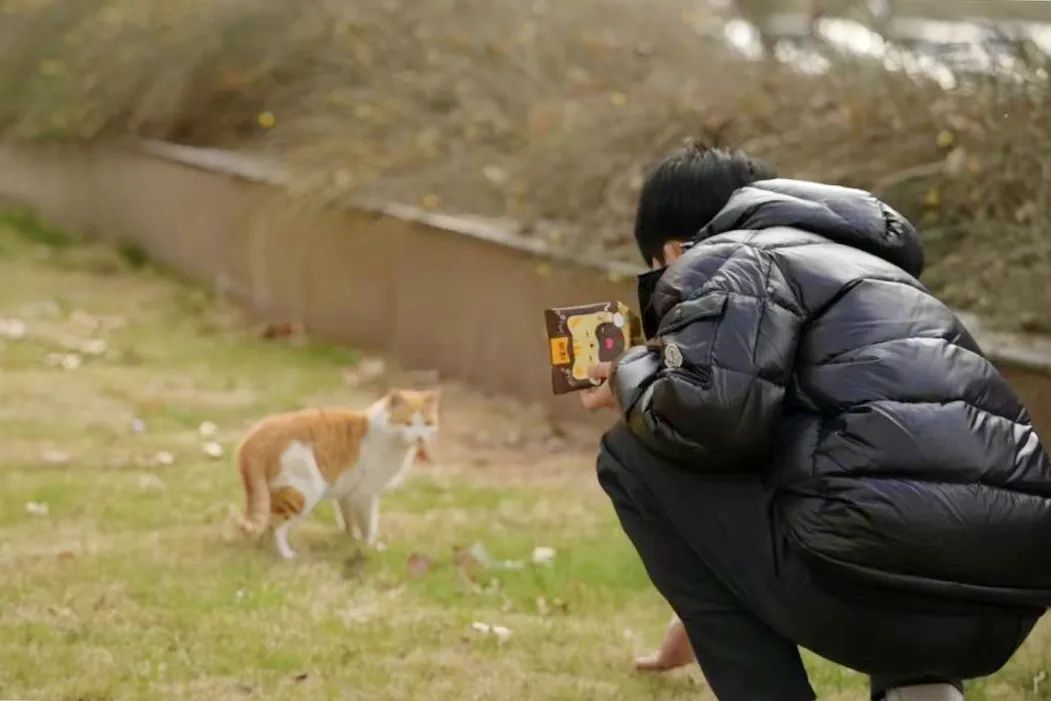 流浪猫救助计划直播实训小组